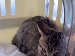 -小伙伴宠物医院•急重症转诊中心·老年专科·犬猫全科(北大街总院)