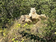 -鸡鸣汤包(红山动物园店)