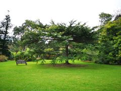 -墨尔本皇家植物园