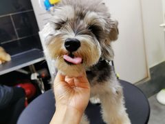 -小尾巴宠物店(万科·金域华庭店)