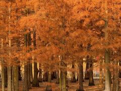 -白鹭湾湿地公园