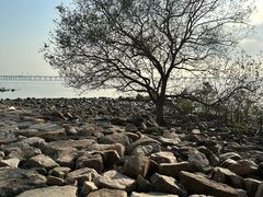 -宝安西湾红树林湿地公园