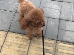 -宠福鑫康馨动物医院·骨科·眼科