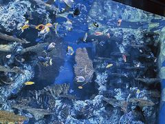 -上海海洋水族馆