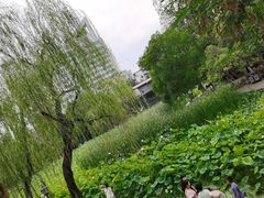 -莲湖公园
