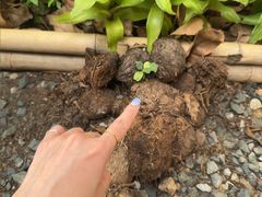 -大象粑粑造纸公园