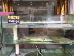 水产区-四海鲜渔家菜(黄金海岸店)