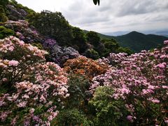 -梧桐山风景名胜区