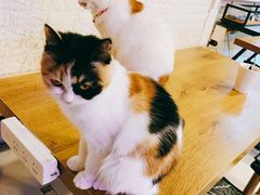 -平行世界·猫咖(首经贸店)