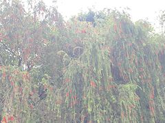 -飞来湖湿地公园