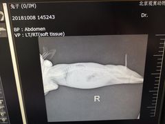 -北京观赏动物医院·24小时大型综合·猫专科·异宠专科