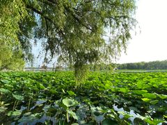 -长春市南湖公园