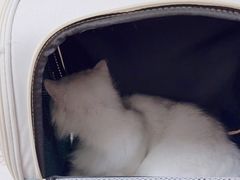 -瑞派康怡24h宠物医院·犬猫医疗中心·微创绝育(瑞景分院)