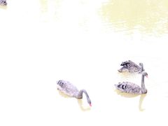 -泉州海丝野生动物世界