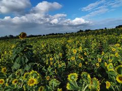 -汉长安城未央宫国家考古遗址公园