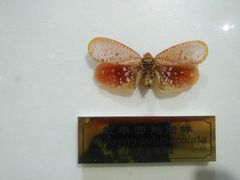 -上海昆虫博物馆