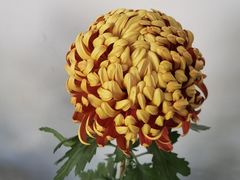 -杭州植物园