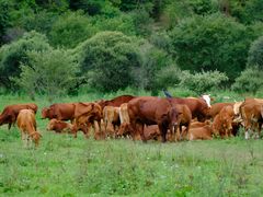 -黑河国家森林公园