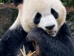 -都江堰中华大熊猫苑