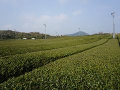 -雪绿茶博物馆