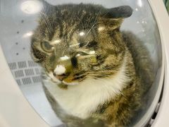 -中农大我爱我爱动物医院·核磁CT·猫病·24小时夜诊中心(石佛营店)