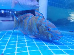 -泰谷酒店·太古码头闽菜自助餐厅