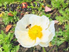 -成都大熊猫繁育研究基地