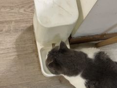 -柴迷FANS CLUB·柴犬狗咖·猫咖