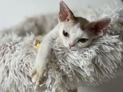 -山宅一喵德文卷毛猫舍