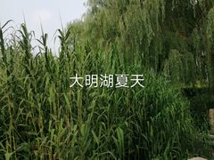 -济南大明湖景区