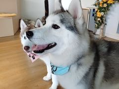 -Husky Go! 哈士奇体验馆·宠物咖啡厅狗咖