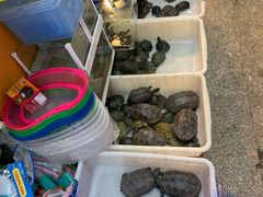-双季花艺园艺市场(浦东店)