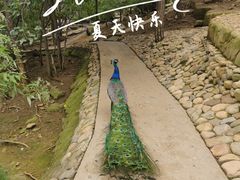 -燕塞湖鸟语林景区