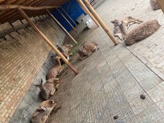 -保定市动物园