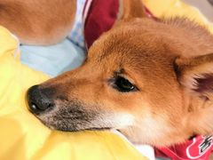 -逗柴咖啡屋·狗咖猫咖宠物桌游