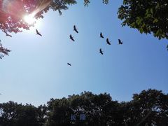 -广州长隆飞鸟乐园