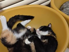 -平行世界·猫咖(首经贸店)