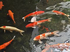 -广州白天鹅宾馆
