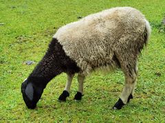 -硗碛藏寨·神木垒景区