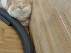 -滚猫咖啡·猫咖·猫友好撸猫(未来城店)