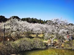 -香雪海