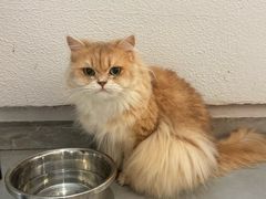 -琪喵猫屋·撸猫猫咖·猫舍