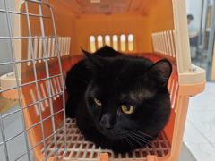 -艾贝尔宠物医院·24H转诊中心·肿瘤猫专科(江宁双龙店)