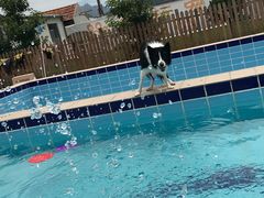 -趣玩宠物乐园寄养训犬训狗游泳池