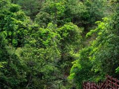 -广州白江湖森林公园