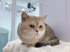 -爱洗澡的猫(望京店)