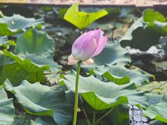 -雪山彩虹谷景区