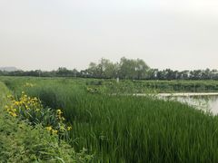 -大兴滨河森林公园