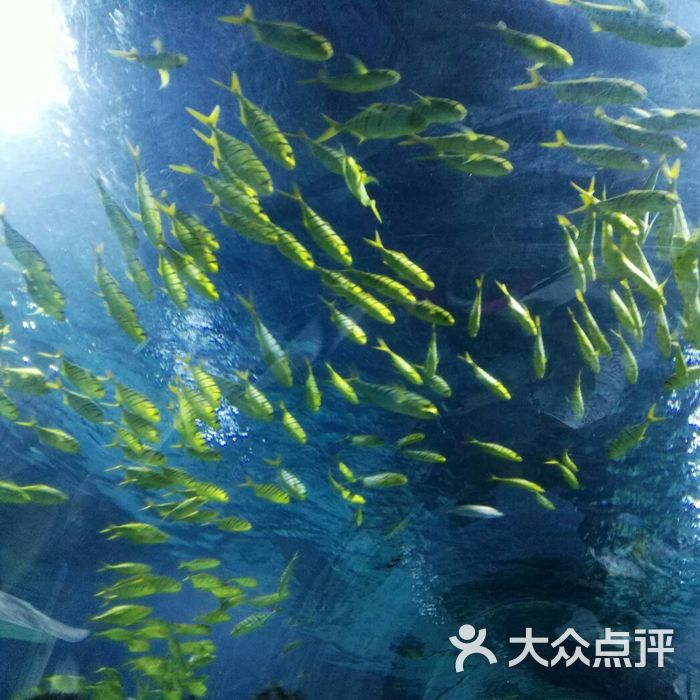 天津海昌極地海洋公園圖片-北京海洋館-大眾點評網