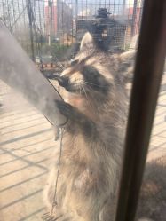 -萌宠亲子动物乐园(槐房万达店)